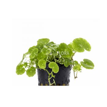 Aquaflora Hydrocotyle Leucocephala