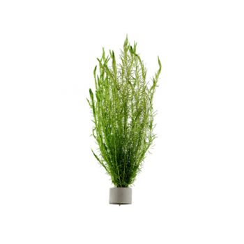 Tropica Mayaca Fluviatilis Bunced