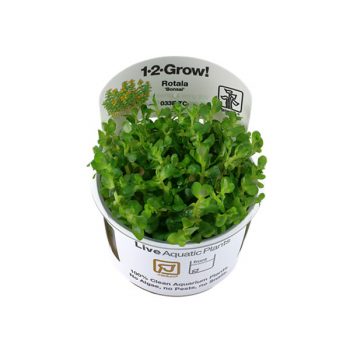 Tropica Rotala 'Bonsai' 1-2-Grow