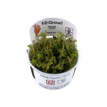 Tropica Rotala Wallichi 1-2-Grow