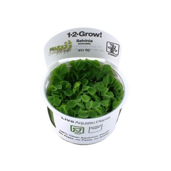 Tropica Salvinia Minima  1-2 Grow!