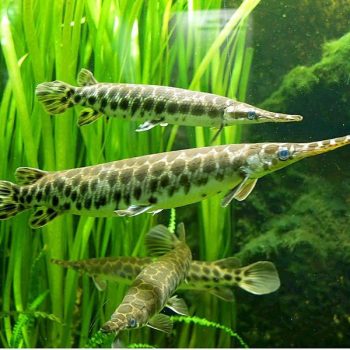 Lepisosteus oculatus - Spotted Gar 7-10cm
