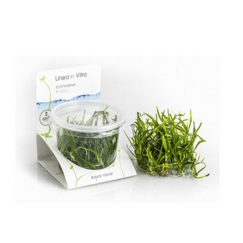 Aquaflora Echinodorus Tenellus - In Vitro Cup