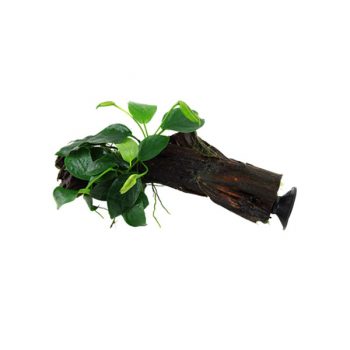 Tropica Anubias Barteri Nana On Wood With Sucker