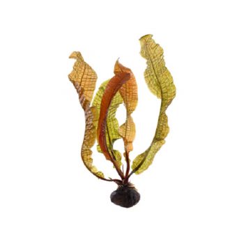 Tropica Aponogeton Boivianus Bulbs