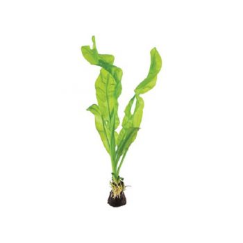 Tropica Aponogeton Ulvaceus Bulbs