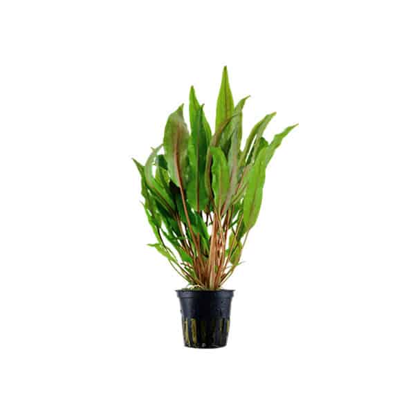 Tropica Cryptocoryne Broad Leaves Potted 1 Tropica Cryptocoryne Broad Leaves Potted
