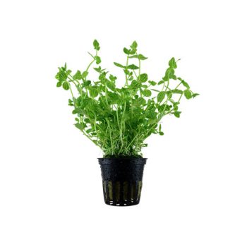 Tropica Lindernia Rotundifolia Potted