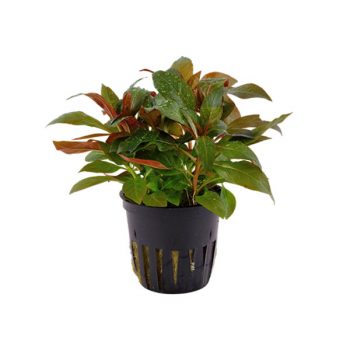 Tropica Ludwigia Glandulosa Potted