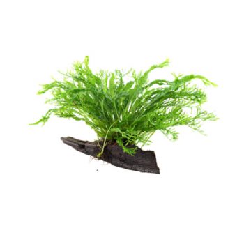 Tropica  Microsorum Pteropus 'Windeløv' On Wood