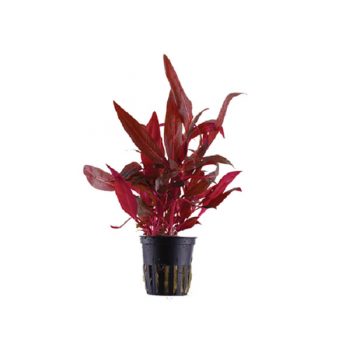 Tropica Alternathera  Reineckii "Rosanervig" Potted