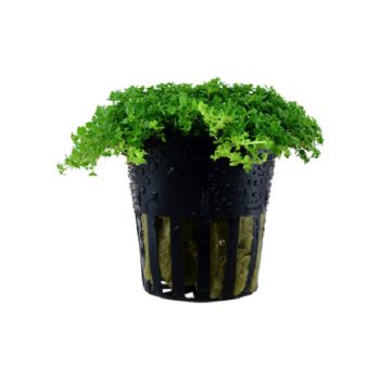 Tropica Hemianthus Callitrichoides "Cuba" Potted