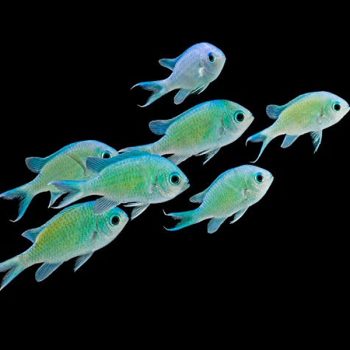 Chromis viridis-Green/Blue chromis-S