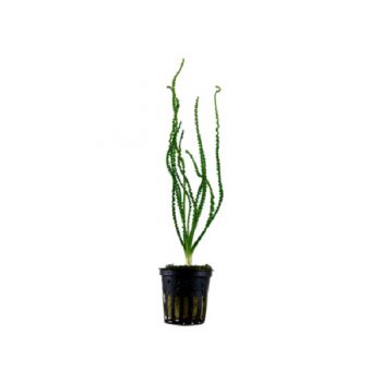 Tropica Crinum Calamistratum Potted