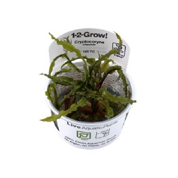 Tropica Cryptocoryne Crispatula 1-2 Grow!