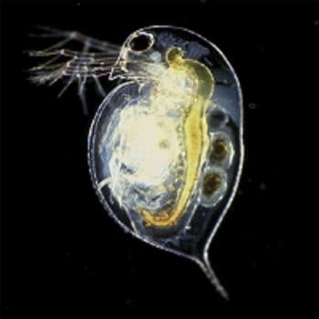 Live Is Life Daphnia 100ml Live Food