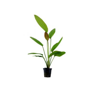 Tropica Echinodorus Rose Potted