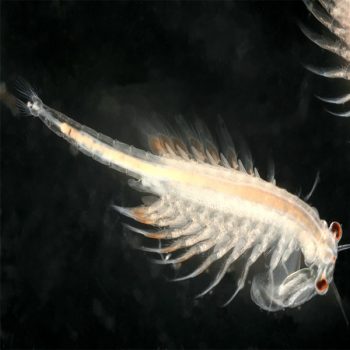 Live Is Life Artemia 100ml Live Food