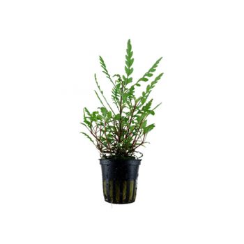 Tropica Hygrophila Pinnatifida Potted