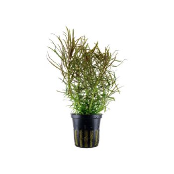 Tropica Pogostemon Stellatus Potted