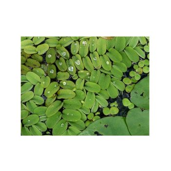 Aquaflora Salvinia Natans lf