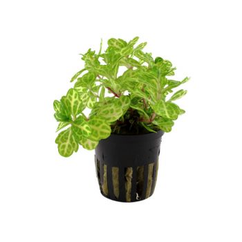 Tropica Shinnersia Rivularis 'Weiss-Grün' Potted