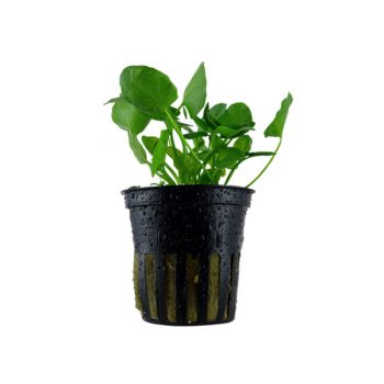 Tropica Nymphoides Hydrophylla 'Taiwan' Potted