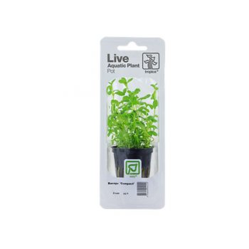 Tropica Bacopa Compact Pot In Single Package