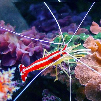Lysmata amboinensis M - Cleaner Shrimp
