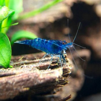 Neocaridina davidi - Blue Velvet Shrimp