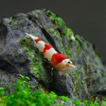 Caridina sp - Crystal Red Shrimp 1.5cm