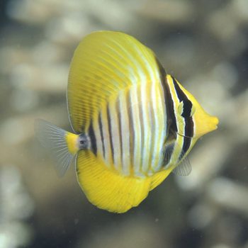 Zebrasoma desjardinii M Juv - Red Sea Sailfin Tang