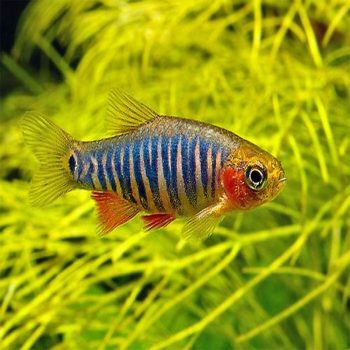 Celestichthys erythromicron-Emerald Dwarf Rasbora (Erythromicron) 1.5 cm