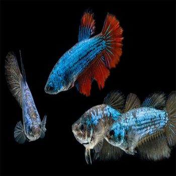 Betta splendens - Siamese Fighting Fish Female 5cm