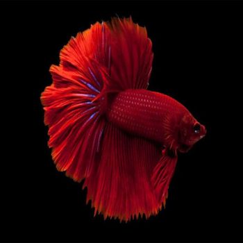 Betta splendens - Siamese Fighting Fish Red Fancy 3.5-4cm