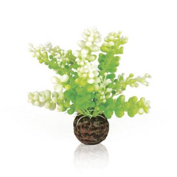 Oase Aquatic Caulerpa Green (end)