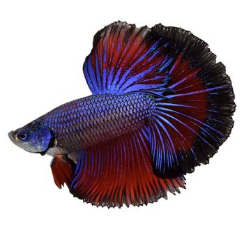 Betta splendens - Siamese Fighting Fish Male XL