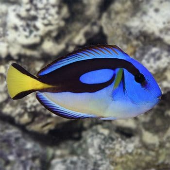 Paracanthurus hepatus  -Blue tang -M