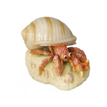 Aqua Della Hermit Crab