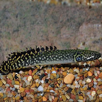 Polypterus ornatipinnis – Orante Bichir