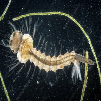 White Mosquito 45ml Live Food