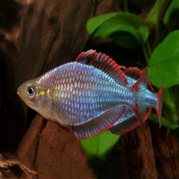 Melanotaenia praecox - Neon Dwarf Rainbowfish 2,5-3,5cm