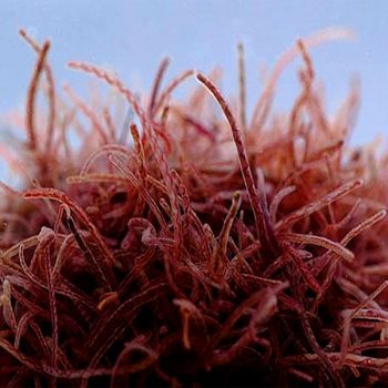 Tubifex 45ml  Live Food