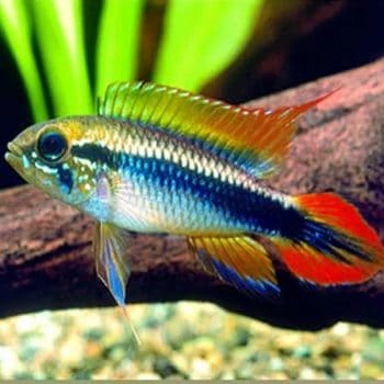 Apistogramma agassizi - Double Red Agassizi Cichlid 3.5cm