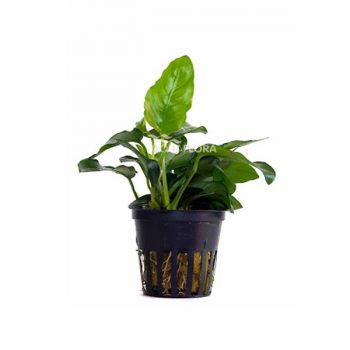 Aquaflora Anubias Barteri Var. Nana - Pe