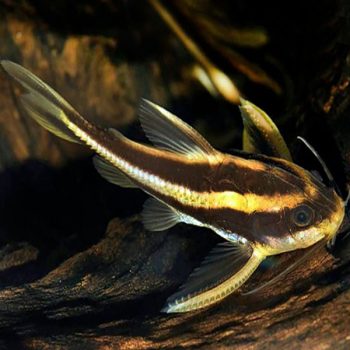 Platydoras costatus - Humbug Catfish 8-10 cm
