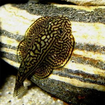 Sewellia lineolata - Tiger Hillstream Loach 3-4cm