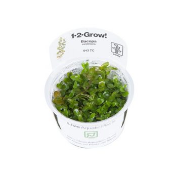 Tropica Bacopa Caroliniana 1-2 Grow!