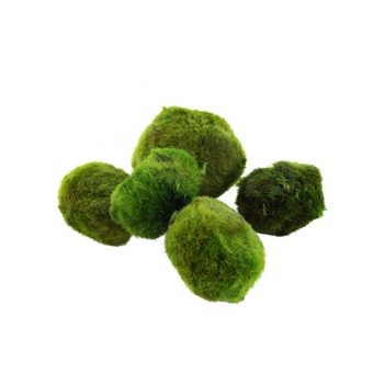 Tropica Aegagropila Linnaei Moss Ball