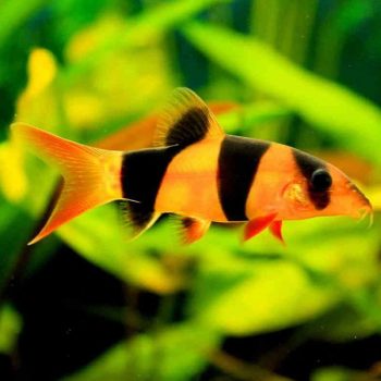 Chromobotia macracanthus - Clown Loach 4.5cm